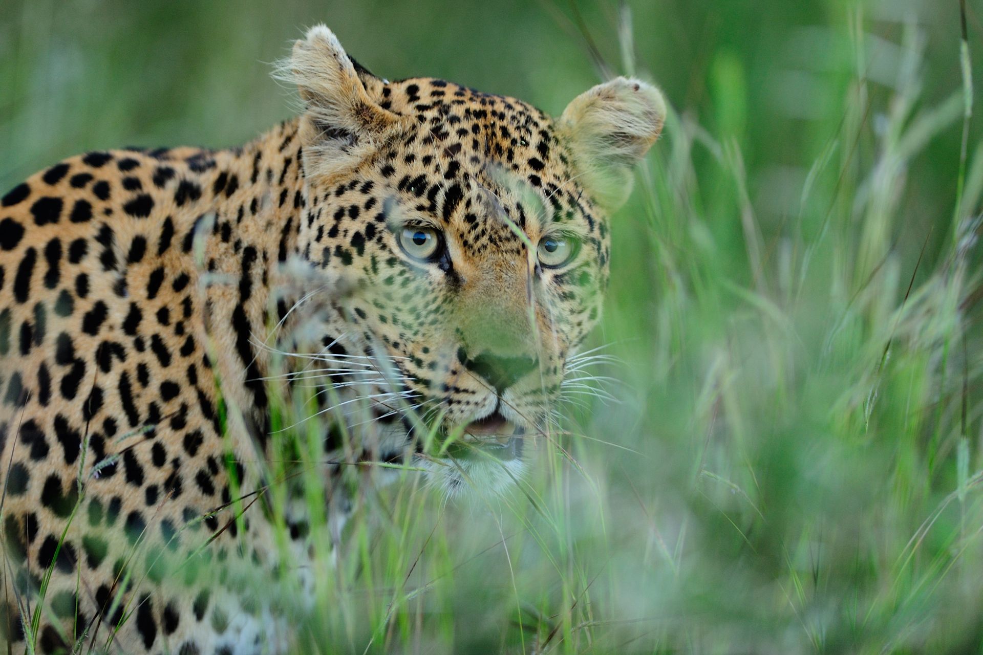 A magnificent African leopard hiding behind the tall green grass
