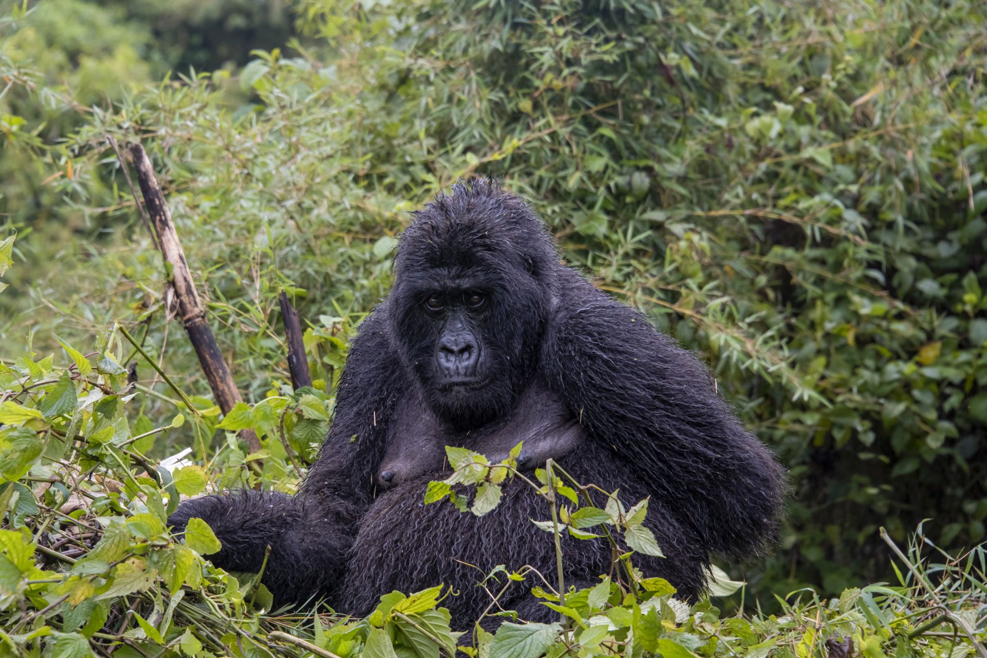 Mountain Gorilla in Volcanoes National Park, Rwanda