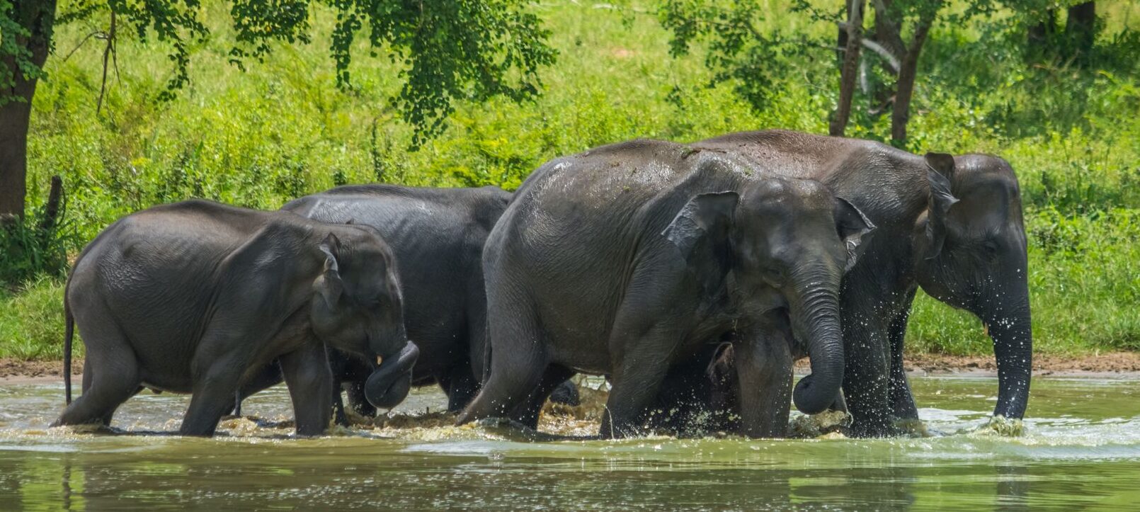 queen elizabeth national park