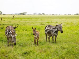 Three zebras in Tsavo East National Park in Kenya
